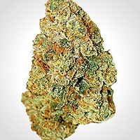 Expert Gorilla Auto Feminised Seeds