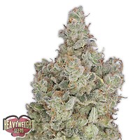 Total Paralysis Feminised Seeds