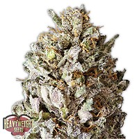 Diesel Drift Feminised Seeds