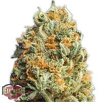 Fully Loaded Auto Feminised Seeds