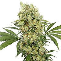 Medikit CBD Feminised Seeds