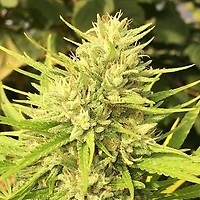 Malawi x Panama Feminised Seeds
