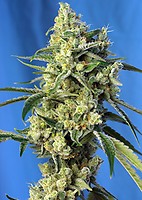 Sweet Amnesia Haze Feminised Seeds