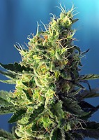 Sweet Pure CBD Feminised Seeds