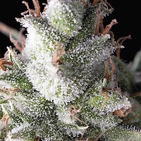 Ramses Feminised Seeds