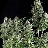 Northern Lights CBD Feminised Seeds