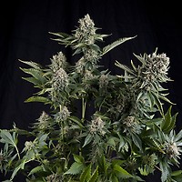 White Widow CBD Feminised Seeds