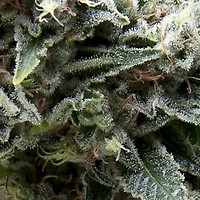 New York City CBD Auto Feminised Seeds