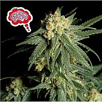 Amnesia Fast Feminised Seeds