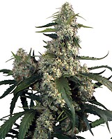 Quasar Feminised Seeds