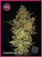 Caprichosa Thai Feminised Seeds