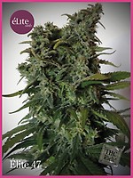 Elite 47 Feminised Seeds