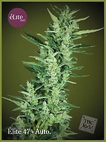 Elite 47 Auto Feminised Seeds