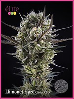 Llimonet Haze Classic CBD Feminised Seeds