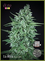 La Rica CBD Auto Feminised Seeds