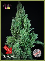 Solodiol CBD Auto Feminised Seeds