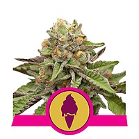 Green Gelato Feminised Seeds