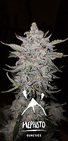 Forum Stomper Auto Feminised Seeds
