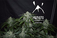 Fugue State Auto Feminised Seeds