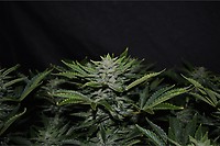 Orange Diesel Auto Feminised Seeds