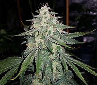 4 Assed Monkey Auto Feminised Seeds