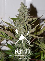 Northern Cheese Haze Auto Feminised Seeds
