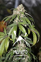 Samsquanch OG Auto Feminised Seeds