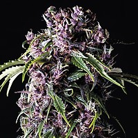 Purple Feminised Seeds