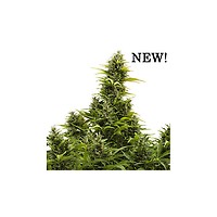 Medikit CBD Auto Feminised Seeds