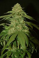 Holy Grail Kush Feminised Seeds