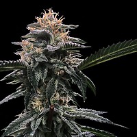 Banana Sorbet Feminised Seeds (Sorbet Collection)