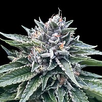 Sorbet #4 Feminised Seeds (Sorbet Collection)