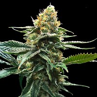 Sour Sorbet Feminised Seeds (Sorbet Collection)