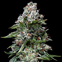 Kosher Kush Feminised Seeds