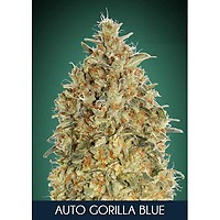Gorilla Blue Auto Feminised Seeds
