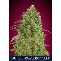 Strawberry Gum Auto Feminised Seeds