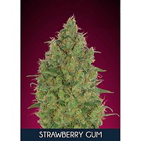 Strawberry Gum Feminised Seeds