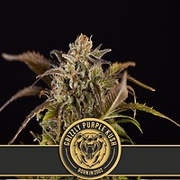 Grizzly Purple Kush Feminised Seeds