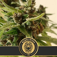 Mamba Negra CBD Auto Feminised Seeds
