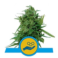 Solomatic CBD Auto Feminised Seeds