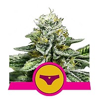 Sherbet Queen Feminised Seeds