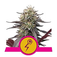 Green Crack Punch Feminised Seeds