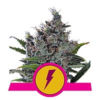 North Thunderfuck Feminised Seeds