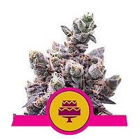 Wedding Gelato Feminised Seeds