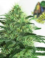 Sideral Feminised Seeds