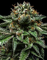 Chempie Feminised Seeds