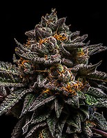 Braincake Feminised Seeds