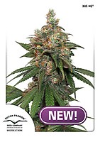 HiFi 4G Feminised Seeds