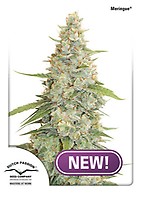Meringue Feminised Seeds