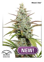 Mokum's Tulip Feminised Seeds